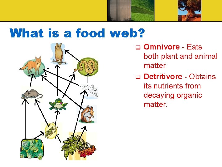 What is a food web? Omnivore - Eats both plant and animal matter q What is a food web? Omnivore - Eats both plant and animal matter q