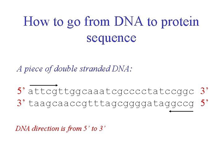 How to go from DNA to protein sequence A piece of double stranded DNA: