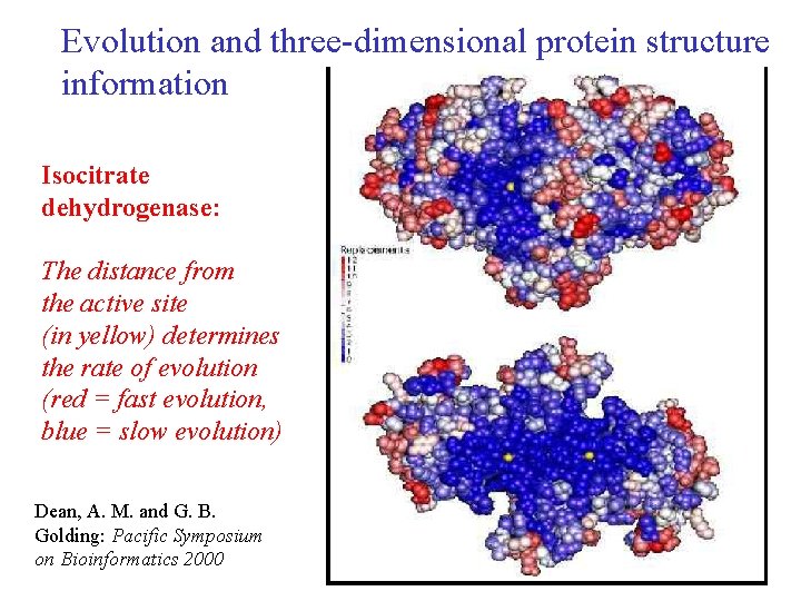 Evolution and three-dimensional protein structure information Isocitrate dehydrogenase: The distance from the active site