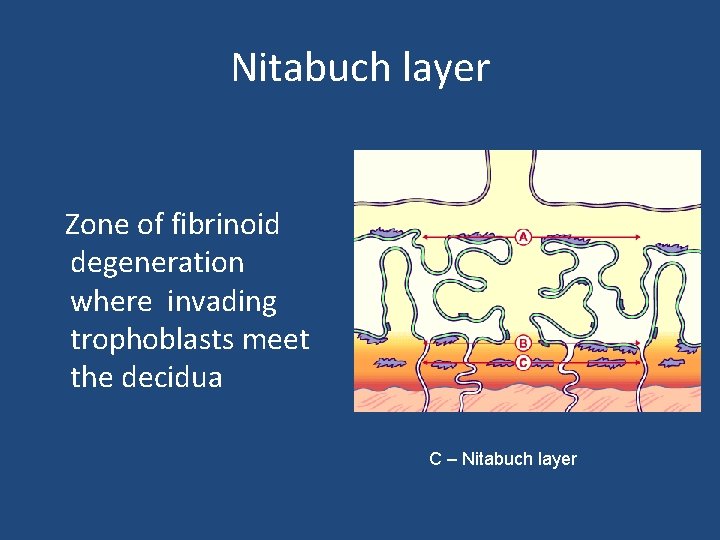 Nitabuch layer Zone of fibrinoid degeneration where invading trophoblasts meet the decidua C –