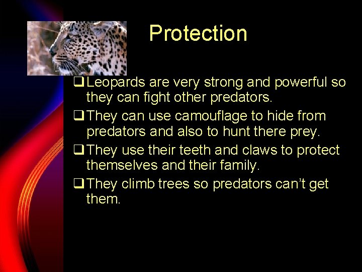 Protection q Leopards are very strong and powerful so they can fight other predators.