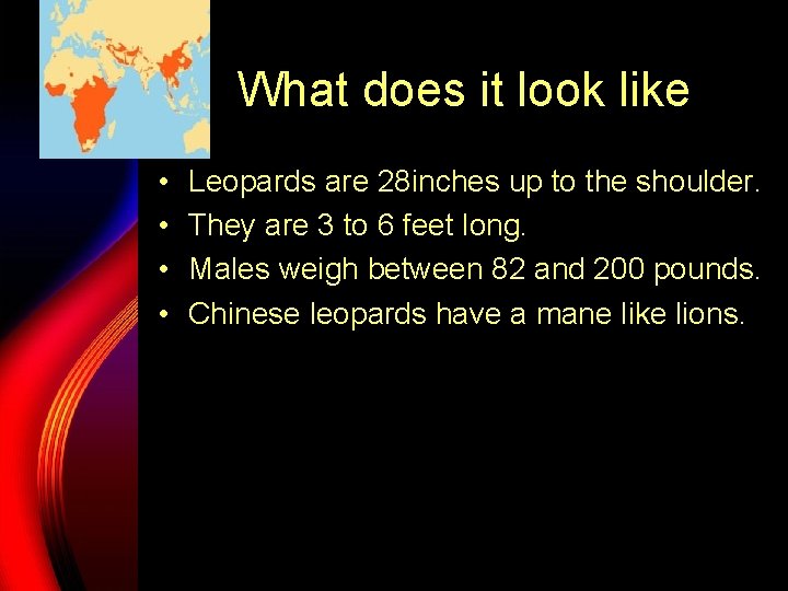 What does it look like • • Leopards are 28 inches up to the