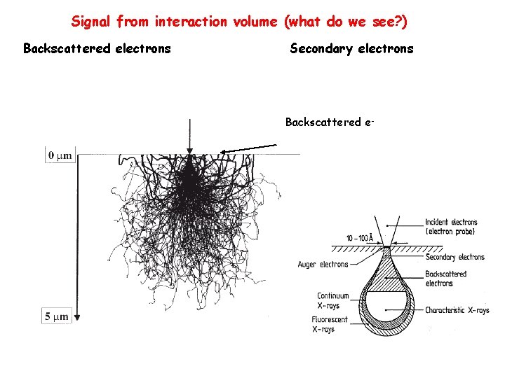 Signal from interaction volume (what do we see? ) Backscattered electrons Secondary electrons Backscattered