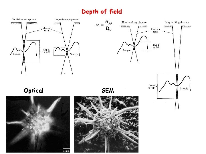 Depth of field Optical SEM 