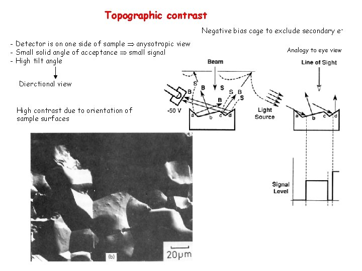 Topographic contrast Negative bias cage to exclude secondary e- Detector is on one side