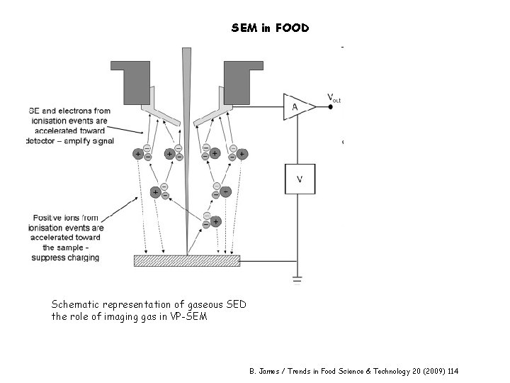 SEM in FOOD Schematic representation of gaseous SED the role of imaging gas in