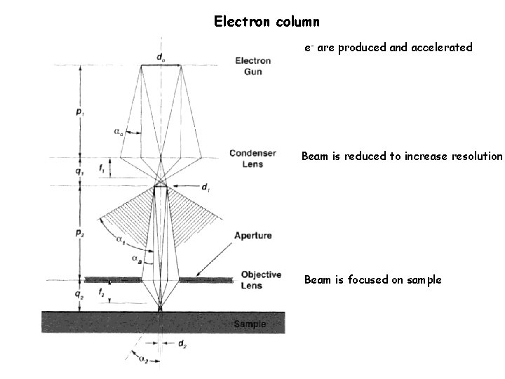 Electron column e- are produced and accelerated Beam is reduced to increase resolution Beam