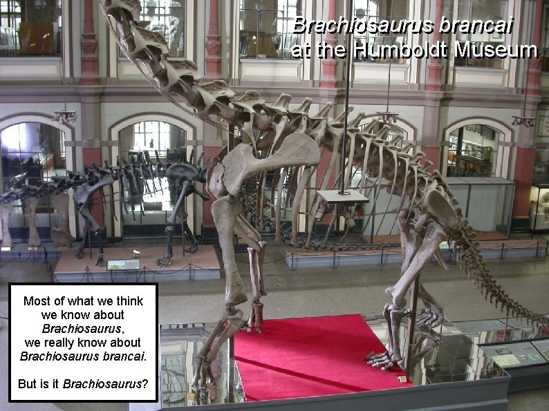 Brachiosaurus brancai at the Humboldt Museum Most of what we think we know about