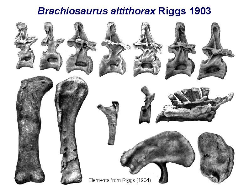 Brachiosaurus altithorax Riggs 1903 Elements from Riggs (1904) 