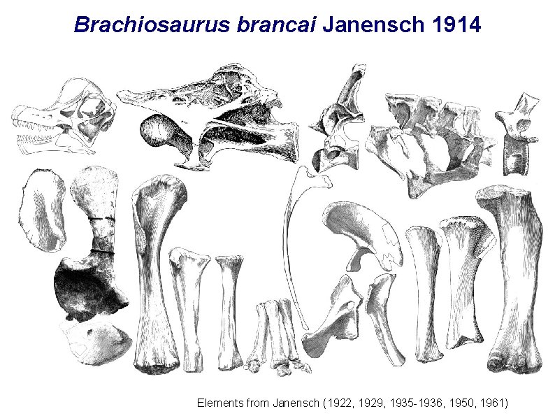Brachiosaurus brancai Janensch 1914 Elements from Janensch (1922, 1929, 1935 -1936, 1950, 1961) 