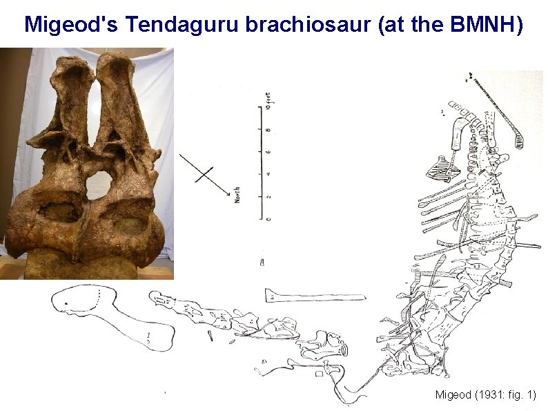 Migeod's Tendaguru brachiosaur (at the BMNH) Migeod (1931: fig. 1) 