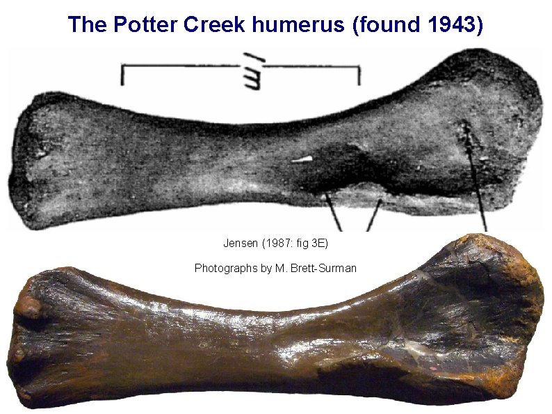 The Potter Creek humerus (found 1943) Jensen (1987: fig 3 E) Photographs by M.