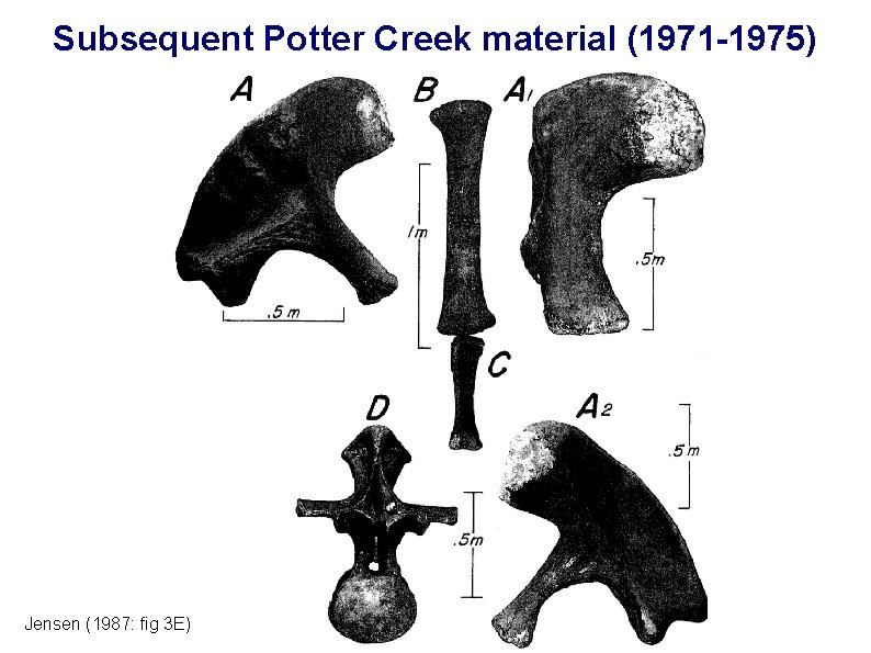 Subsequent Potter Creek material (1971 -1975) Jensen (1987: fig 3 E) 