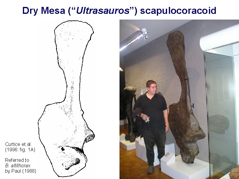 Dry Mesa (“Ultrasauros”) scapulocoracoid Curtice et al. (1996: fig. 1 A) Referred to B.