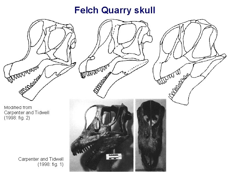 Felch Quarry skull Modified from Carpenter and Tidwell (1998: fig. 2) Carpenter and Tidwell