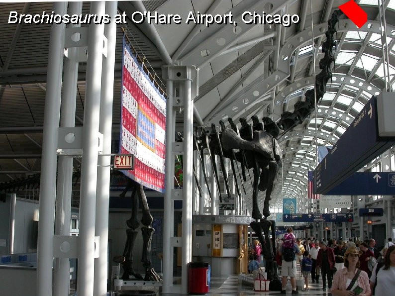 Brachiosaurus at O'Hare Airport, Chicago 