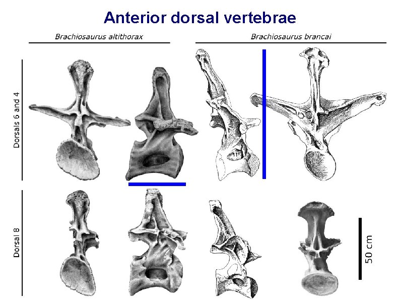 Anterior dorsal vertebrae 