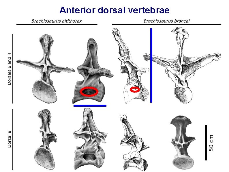 Anterior dorsal vertebrae 