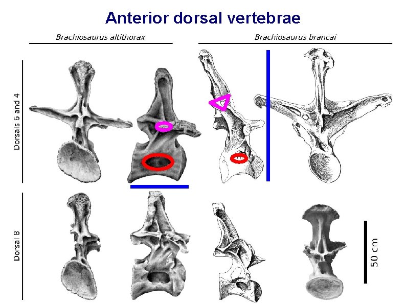 Anterior dorsal vertebrae 