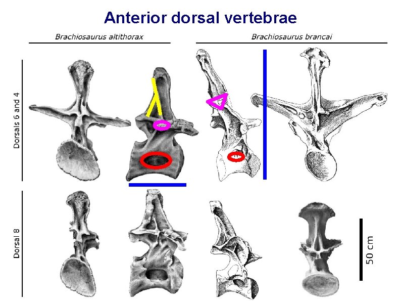 Anterior dorsal vertebrae 