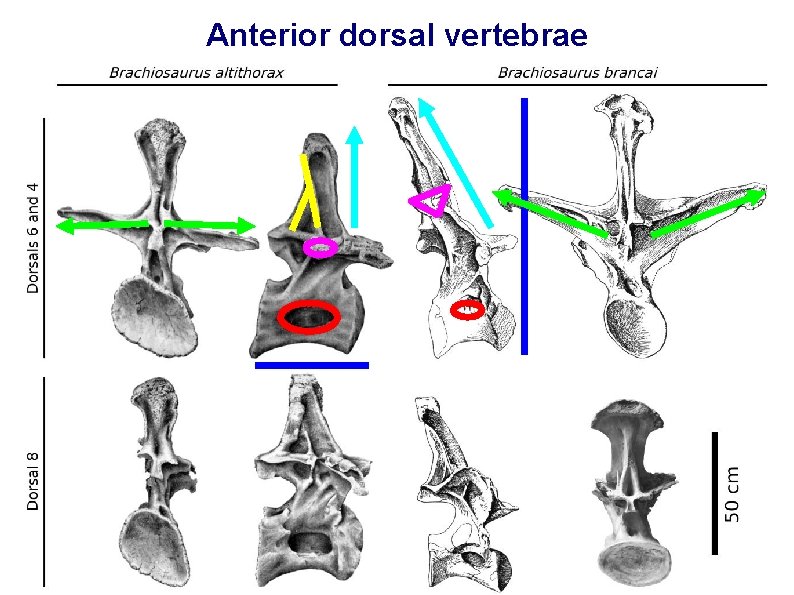 Anterior dorsal vertebrae 