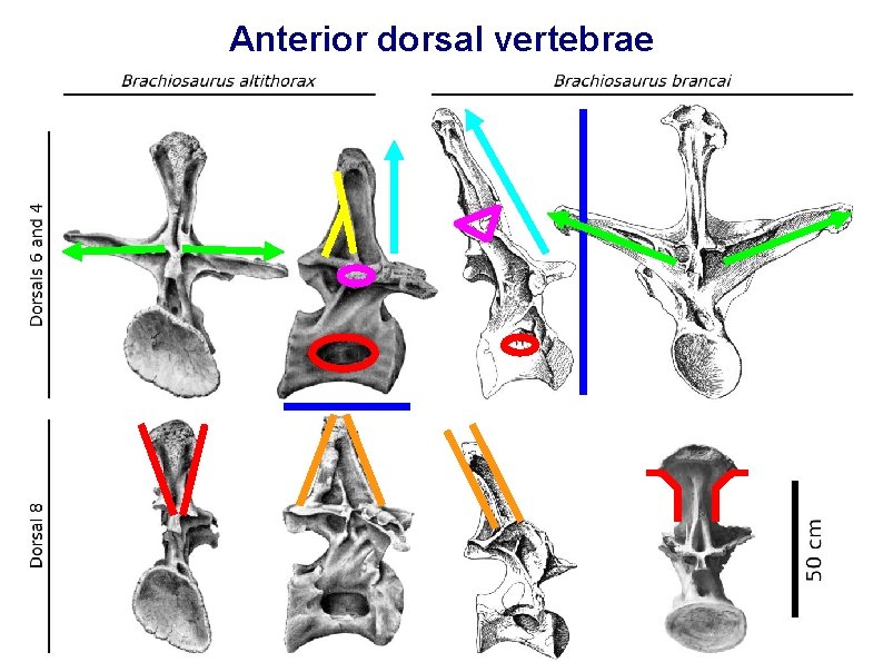 Anterior dorsal vertebrae 