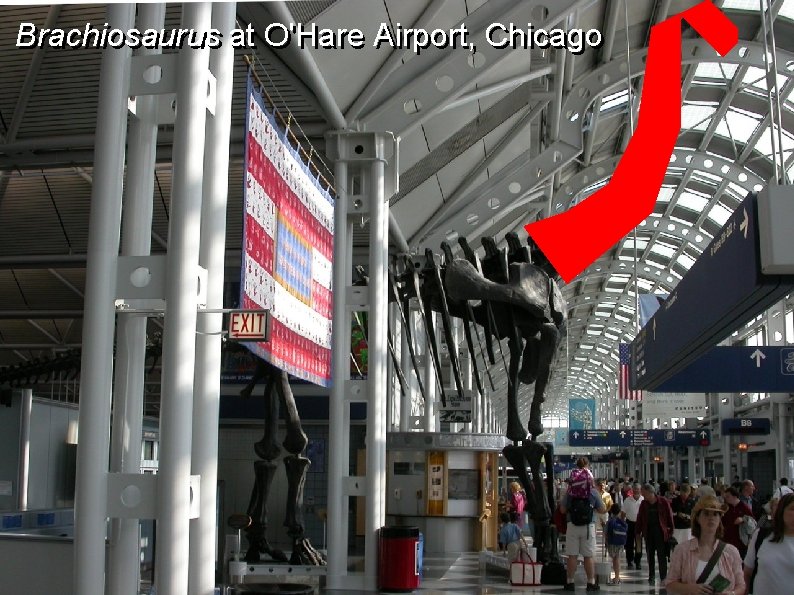 Brachiosaurus at O'Hare Airport, Chicago 