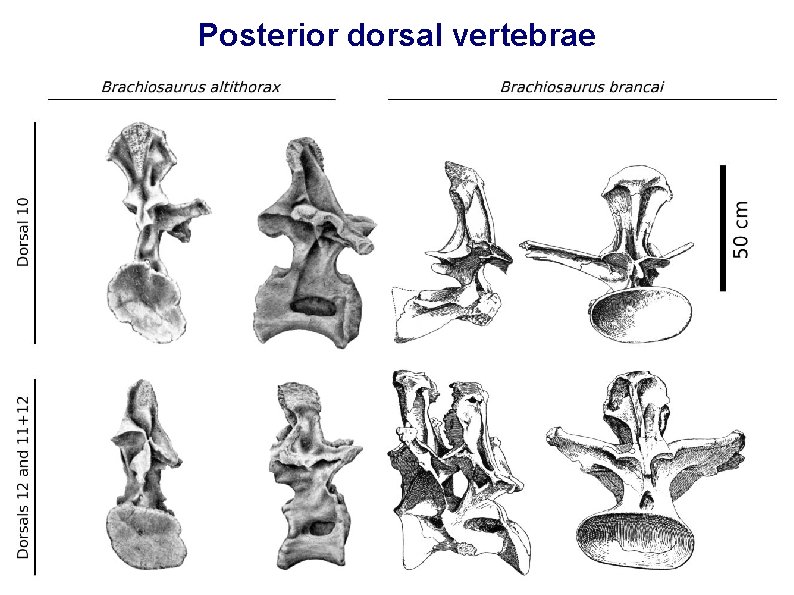 Posterior dorsal vertebrae 