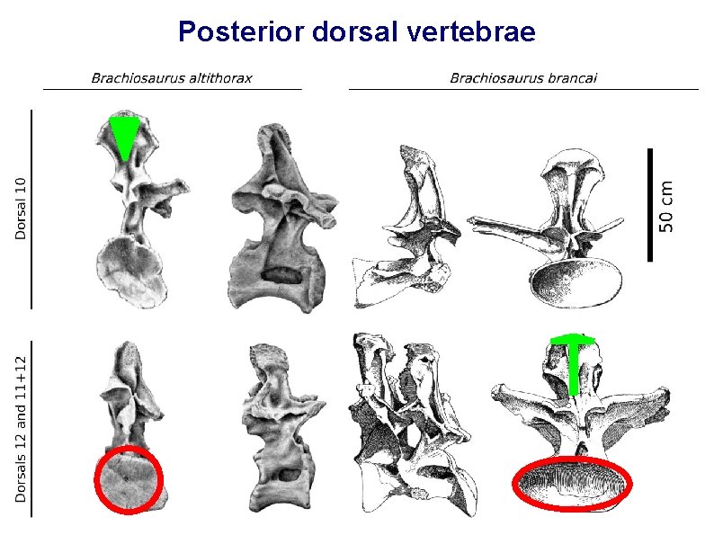 Posterior dorsal vertebrae 