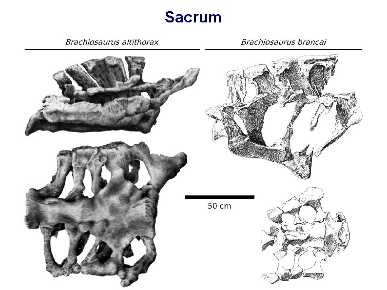 Sacrum 