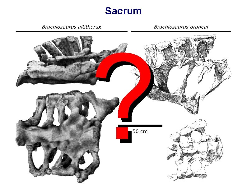 Sacrum ? 