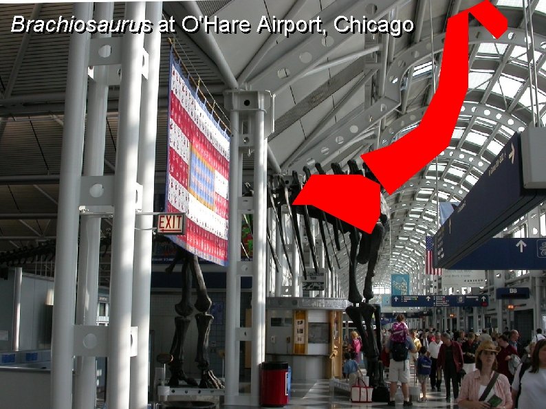Brachiosaurus at O'Hare Airport, Chicago 