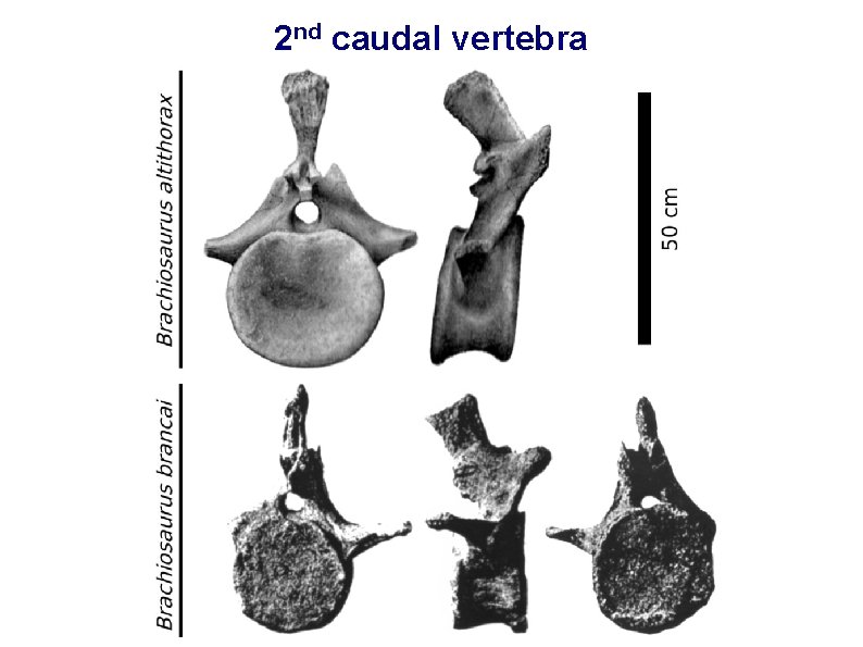 2 nd caudal vertebra 