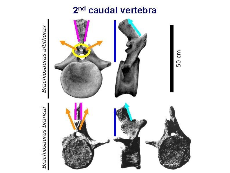 2 nd caudal vertebra 