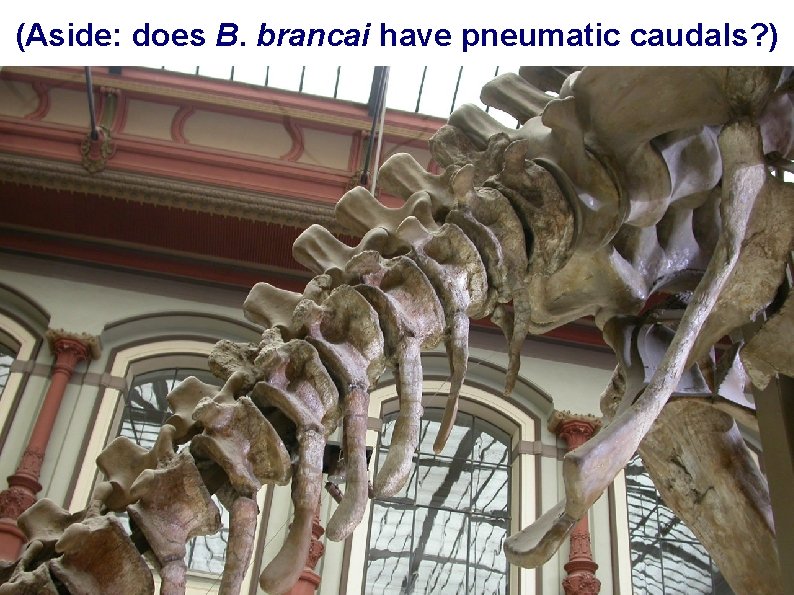 (Aside: does B. brancai have pneumatic caudals? ) 