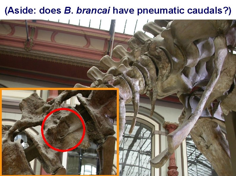 (Aside: does B. brancai have pneumatic caudals? ) 