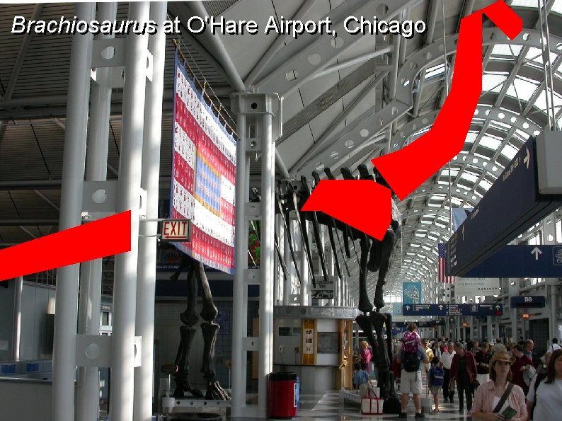 Brachiosaurus at O'Hare Airport, Chicago 