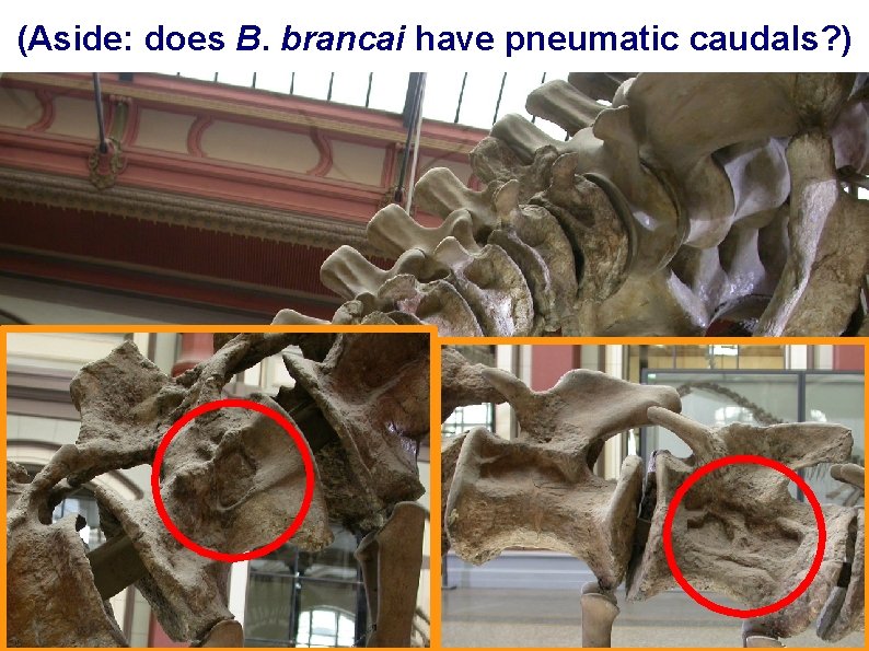 (Aside: does B. brancai have pneumatic caudals? ) 