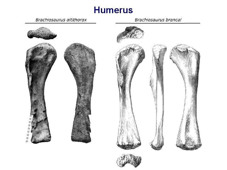 Humerus 