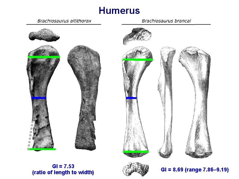 Humerus GI = 7. 53 (ratio of length to width) GI = 8. 69