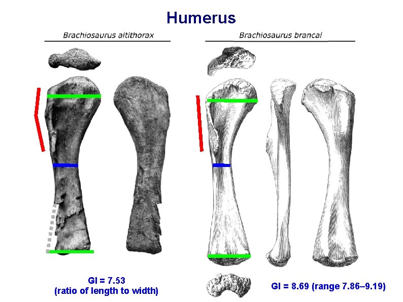 Humerus GI = 7. 53 (ratio of length to width) GI = 8. 69