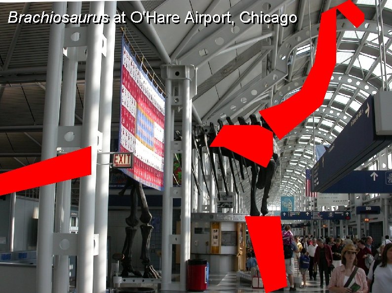 Brachiosaurus at O'Hare Airport, Chicago 