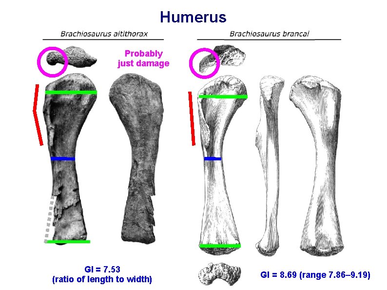 Humerus Probably just damage GI = 7. 53 (ratio of length to width) GI