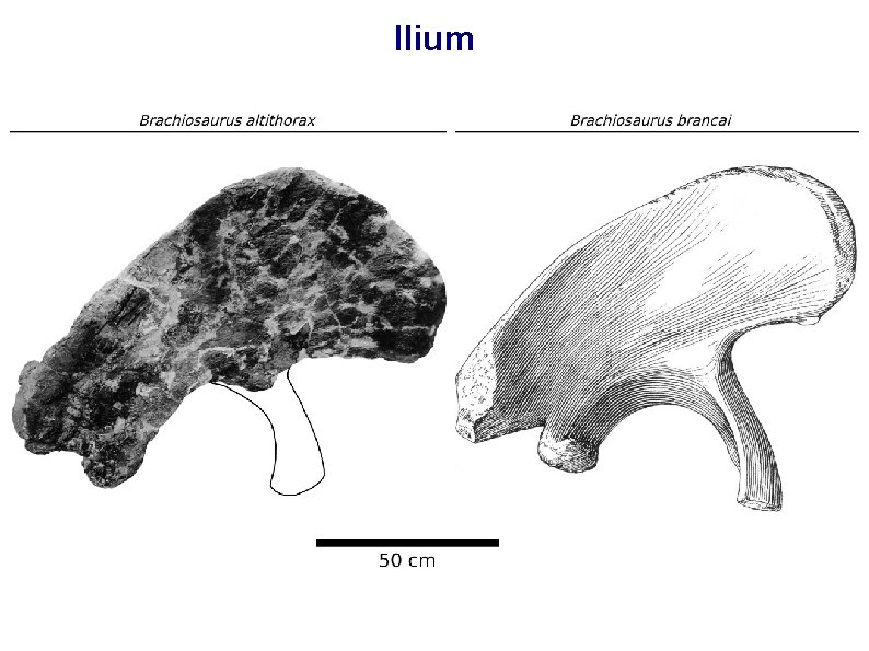 Ilium 