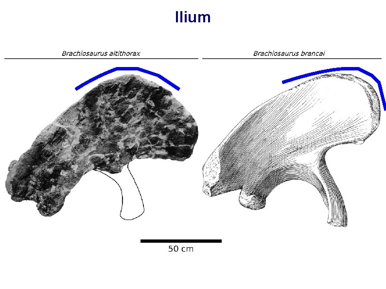 Ilium 