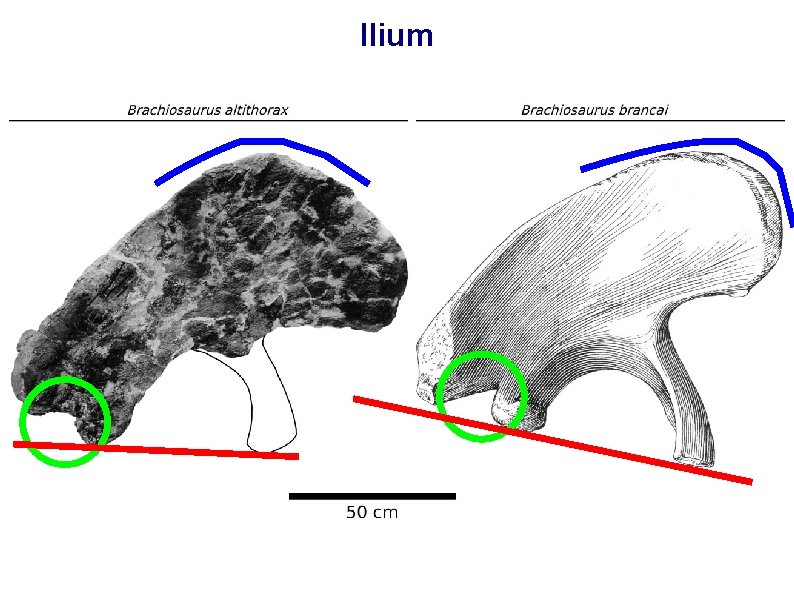 Ilium 