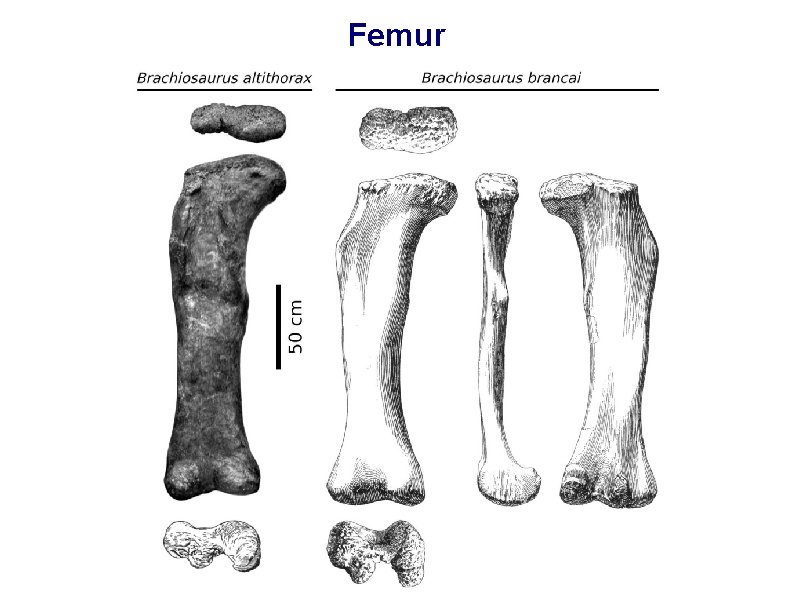 Femur 