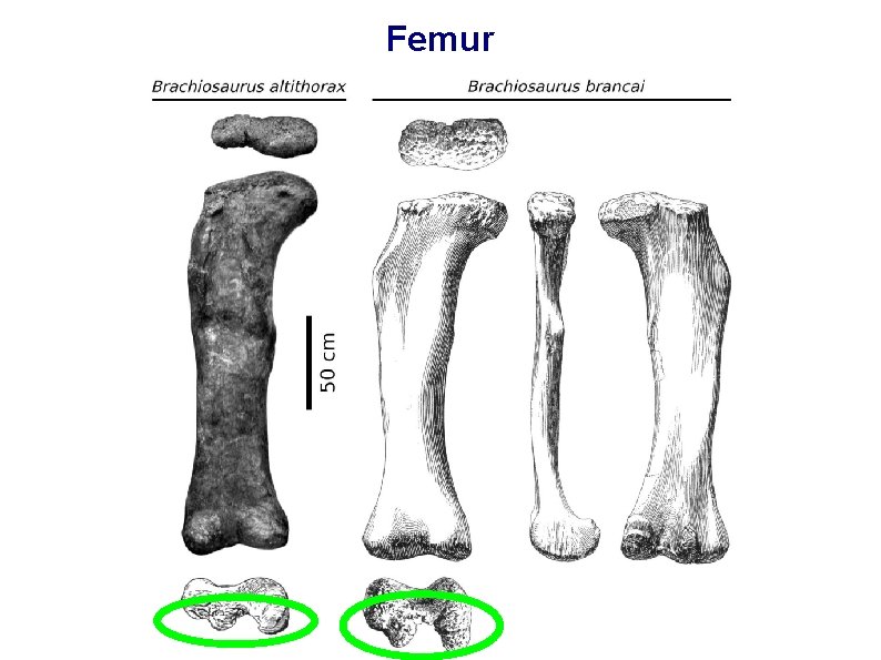 Femur 