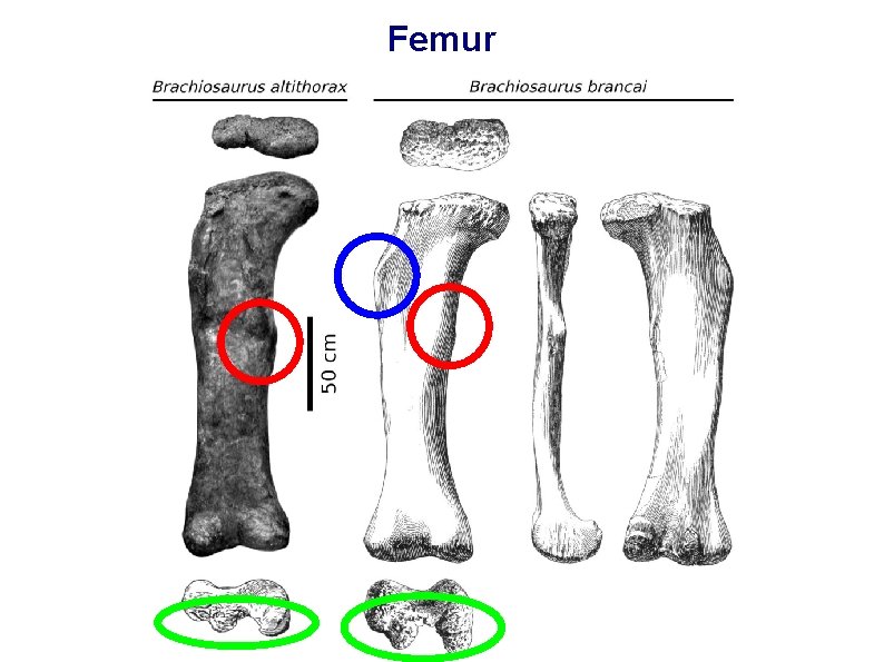 Femur 