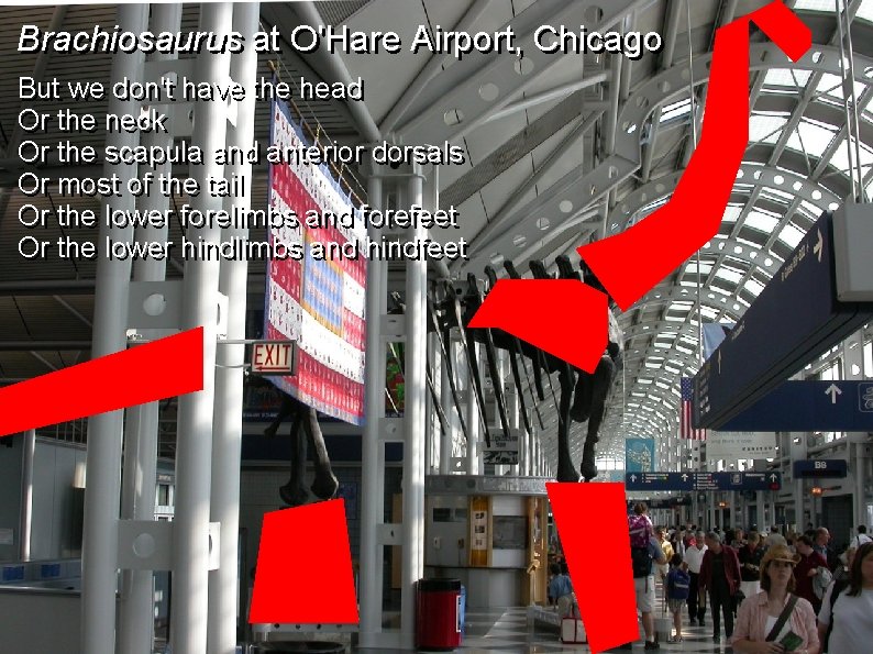Brachiosaurus at O'Hare Airport, Chicago But we we don't have the head Or Or